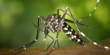 Cinco fallecidos por dengue y más de 30 mil casos en la provincia