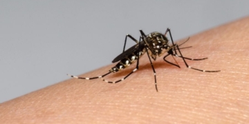 Dengue: tercera semana con descenso de la curva de casos en Santa Fe