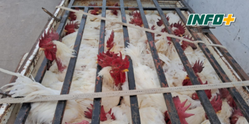 Publicaron en Facebook la venta de 30 gallos robados: una mujer detenida