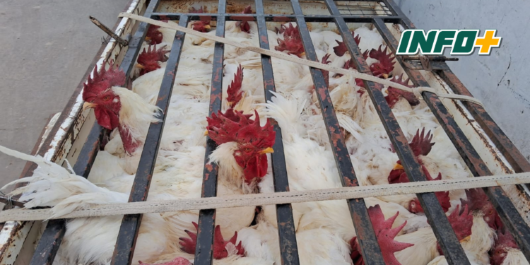 Publicaron en Facebook la venta de 30 gallos robados: una mujer detenida