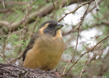 Gaboto: identificaron 43 especies de aves en el Parque Nacional Islas de Santa Fe