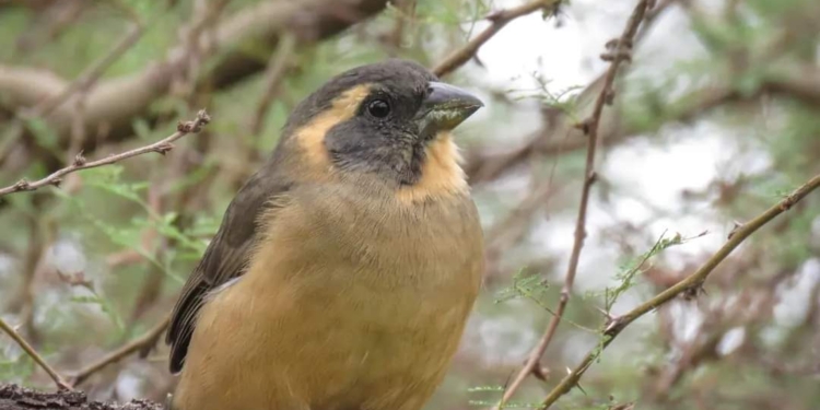Gaboto: identificaron 43 especies de aves en el Parque Nacional Islas de Santa Fe