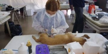 Castraciones en Barrancas para gatos y perros comunitarios o en adopción