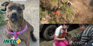 Rescataron a una perrita perdida en Andino que había quedado atrapada a orillas del río
