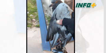 Insólito: apareció una paloma cerca de la cárcel de Coronda con un celular atado en una pata