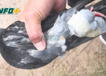 Otra Paloma en la cárcel de Coronda con marihuana atada a sus patas