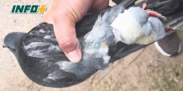 Otra Paloma en la cárcel de Coronda con marihuana atada a sus patas