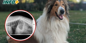 El dolor de una familia de Andino a la que le mataron a su mascota: «No vamos a parar»