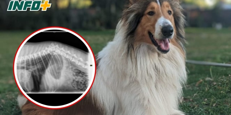 El dolor de una familia de Andino a la que le mataron a su mascota: «No vamos a parar»