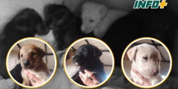 Abandonaron a 8 cachorritos en la Colonia de Oliveros: los rescataron y los dan en adopción