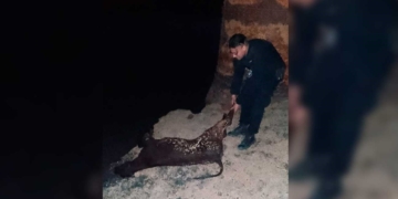 Robaron un ternero y escaparon en bicicleta: un detenido