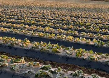Más caras: las heladas dañaron la producción de frutillas en Coronda