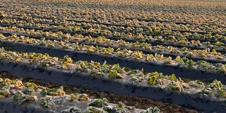 Más caras: las heladas dañaron la producción de frutillas en Coronda