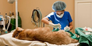 Timbués contará con una nueva jornada de castración masiva