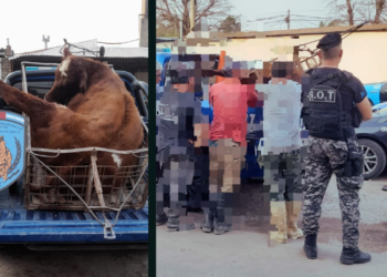 Trasladaban a un animal faenado en un carro: cinco detenidos 