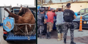 Trasladaban a un animal faenado en un carro: cinco detenidos 