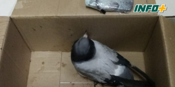 Otra paloma fue hallada cerca de la cárcel de Coronda con un celular atado en su pata