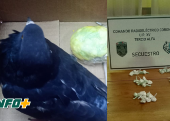 Hallaron una paloma con 78 envoltorios de cocaína a metros de la cárcel de Coronda