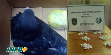 Hallaron una paloma con 78 envoltorios de cocaína a metros de la cárcel de Coronda