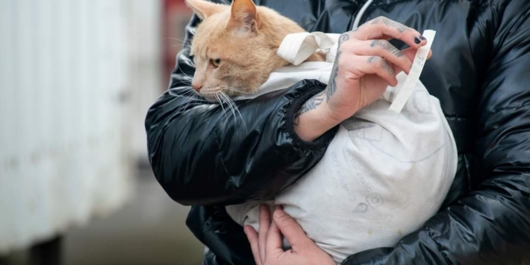 Realizaron 52 castraciones en la nueva campaña masiva de Timbúes