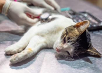 Nueva jornada de castración para perros y gatos en Barrancas