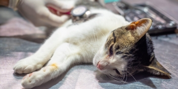 Nueva jornada de castración para perros y gatos en Barrancas