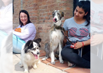 El quirófano móvil de Iriondo llegó a Carrizales y castraron a 38 animales