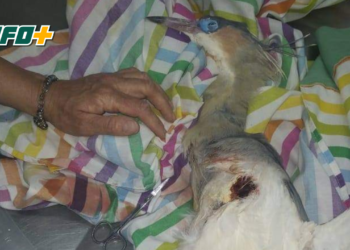 Apareció una garza en Totoras herida de un gomerazo y no pudieron salvarla: piden tomar conciencia