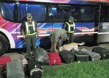 Un perro detectó 5 kilos cocaína en un colectivo a la altura de Timbúes