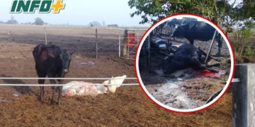 Cuatreros entraron a un campo en Serodino y faenaron animales: «Hicieron un desastre»