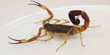 Alacranes: Provincia capacitó a equipos de salud para el abordaje integral ante picaduras