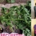Allanamiento en Totoras: dos aprehendidos y secuestro de cannabis y elementos