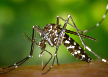 Se detectó el primer caso autóctono de dengue en la provincia de Santa Fe