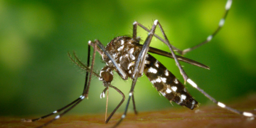 Se detectó el primer caso autóctono de dengue en la provincia de Santa Fe