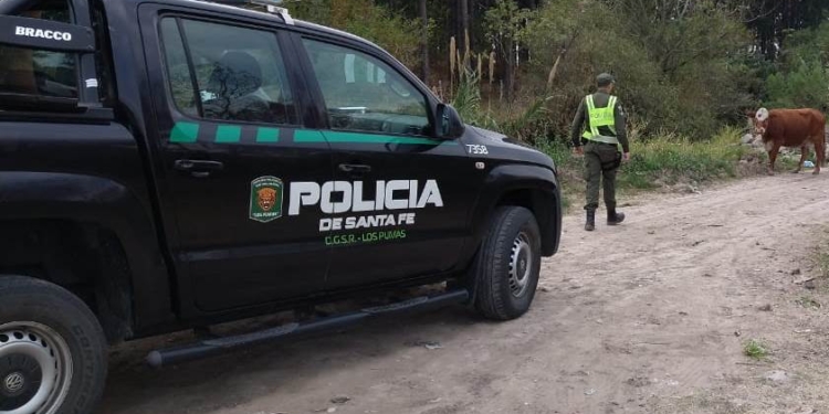 Robaron cuatro cerdos de un campo a la vera de la Ruta 34 en Totoras