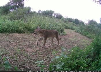 Gaboto: registraron por primera vez a un puma en el Parque Nacional Islas de Santa Fe