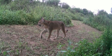 Gaboto: registraron por primera vez a un puma en el Parque Nacional Islas de Santa Fe