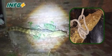 Un vecino de Coronda encontró un ejemplar de yacaré en la puerta de su casa