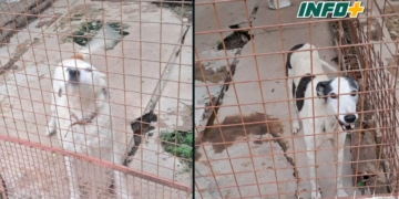 Vaciemos los caniles: perritos adultos de Totoras buscan una familia