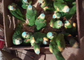 Rescataron a 17 loros que ofrecían a la venta en un grupo de Whatsapp