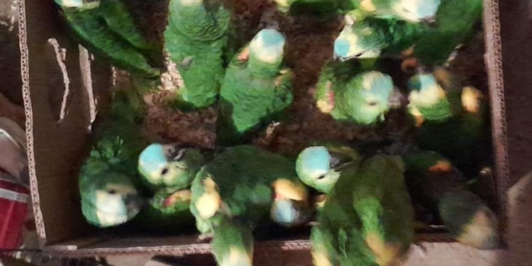 Rescataron a 17 loros que ofrecían a la venta en un grupo de Whatsapp