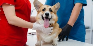 Anunciaron la nueva jornada de castración masiva para perros y gatos en Andino