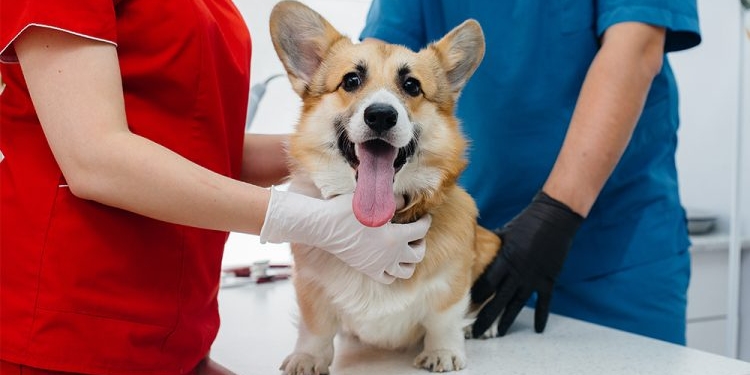 Anunciaron la nueva jornada de castración masiva para perros y gatos en Andino