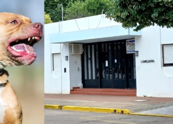Dos pitbull mantienen en vilo a vecinos en Barrancas: entraron a una casa y atacaron a otro perro