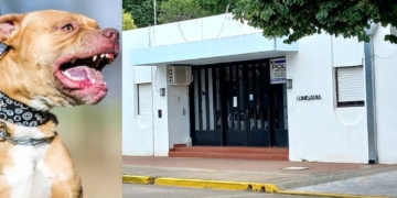 Dos pitbull mantienen en vilo a vecinos en Barrancas: entraron a una casa y atacaron a otro perro