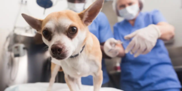 Abrió la inscripción para la nueva jornada de castración en Pueblo Andino