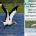 Invitan a dos jornadas de avistamiento de aves en Puerto Aragón