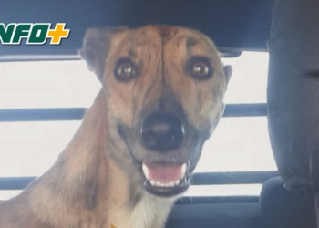 La insólita historia de la perrita que subió sola al cole en San Genaro y bajó en Totoras: debieron ir a buscarla