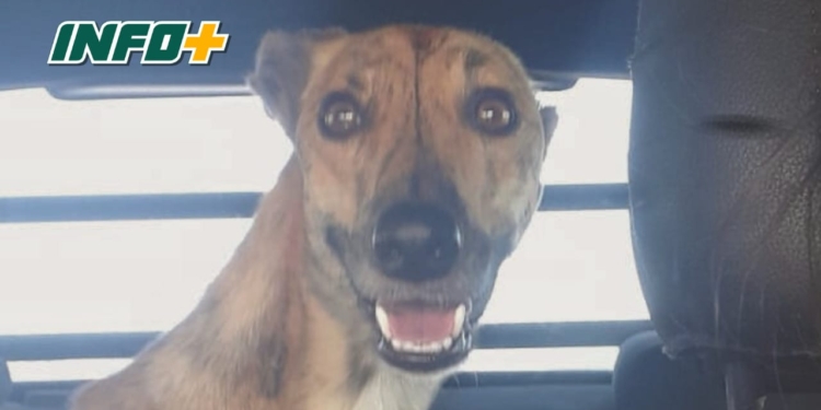 La insólita historia de la perrita que subió sola al cole en San Genaro y bajó en Totoras: debieron ir a buscarla