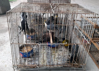Cazaban aves con jaulas y llamadores en Totoras: allanamiento y recuperación de animales